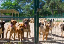 Im Jahr 2023 wurden in Spanien mehr als 286.000 Hunde und Katzen gesammelt