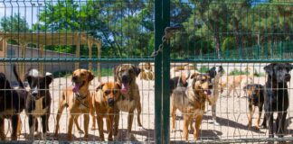 Im Jahr 2023 wurden in Spanien mehr als 286.000 Hunde und Katzen gesammelt