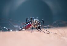 Invasion von Tigermücken in 8 von 10 Valencianischen Gemeinden