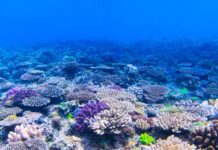 Korallenriffe in Spanien Populationskollaps von 90 Prozent im Mittelmeer