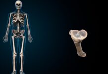 Künstliche Knochen in 3D mit Zuckerrohr und Maisstärke eine Errungenschaft von Forschern aus Cádiz
