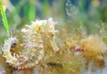 Neue Jungtiere von Seepferdchen und Nacra im Mar Menor entdeckt
