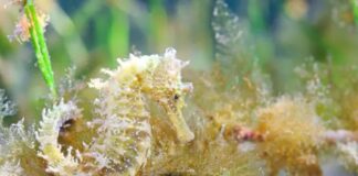 Neue Jungtiere von Seepferdchen und Nacra im Mar Menor entdeckt
