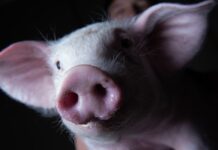 Politisches Schweinefleisch Madrid quietscht bereits weil Peking eine Antidumpinguntersuchung einleitet