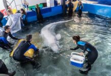 Rettung von zwei Belugas aus einem Aquarium in der Ukraine und deren Überführung in das Oceanogràfic in Valencia