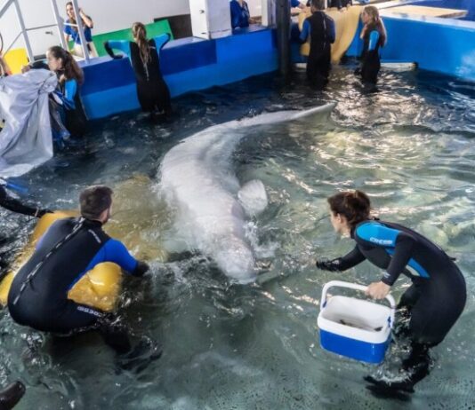 Rettung von zwei Belugas aus einem Aquarium in der Ukraine und deren Überführung in das Oceanogràfic in Valencia