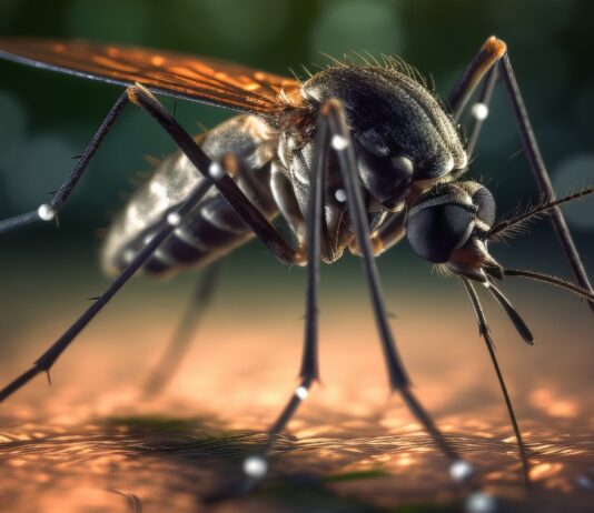 Valencia wird in diesem Sommer mehr als eine Million Tigermücken freisetzen