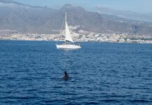 Eine Gruppe von Schwertwalen greift ein Segelboot in der Nähe der Küste von Ceuta an