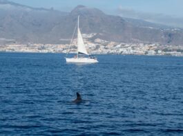 Eine Gruppe von Schwertwalen greift ein Segelboot in der Nähe der Küste von Ceuta an