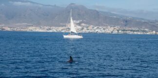 Eine Gruppe von Schwertwalen greift ein Segelboot in der Nähe der Küste von Ceuta an