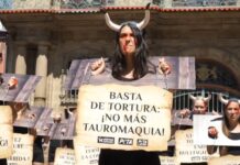 Sechs Verletzte beim Lauf der Stiere von Sanfermines in Pamplona