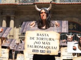 Sechs Verletzte beim Lauf der Stiere von Sanfermines in Pamplona