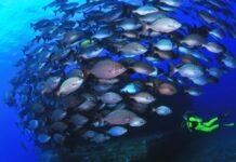 Spanien wird seinen ersten 100% marinen Nationalpark im Meer der Windstille haben