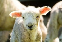 Die Spanische Farm der knusprigen Tiere