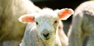Die Spanische Farm der knusprigen Tiere