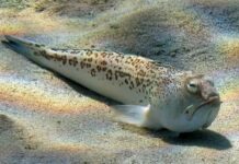 Die Zahl der Spinnenfischbisse in Spanien nimmt in diesem Sommer sprunghaft zu