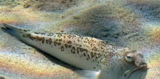 Die Zahl der Spinnenfischbisse in Spanien nimmt in diesem Sommer sprunghaft zu