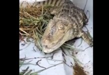 Ein Baby-Alligator wird in einem Fluss in der Nähe von Barcelona gefangen