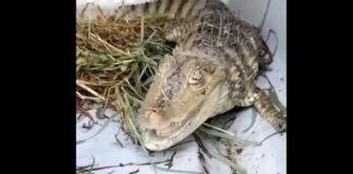Ein Baby-Alligator wird in einem Fluss in der Nähe von Barcelona gefangen