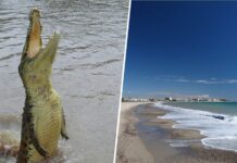 Ein Strand in Tarragona hat bewiesen dass es etwas Schlimmeres gibt als die Sichtung eines Hais Die eines 1,5 m großen Krokodils