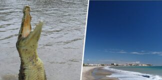 Ein Strand in Tarragona hat bewiesen dass es etwas Schlimmeres gibt als die Sichtung eines Hais Die eines 1,5 m großen Krokodils