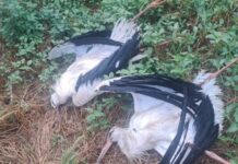 Mehr als 70 durch Stromschlag getötete Störche in nur fünf Tagen in Girona gefunden