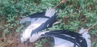 Mehr als 70 durch Stromschlag getötete Störche in nur fünf Tagen in Girona gefunden