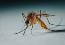 Spanien entdeckt fünf Fälle des Oropouche-Virus