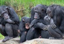 Spanien eröffnet die heikelste Debatte über Tierrechte, den Umgang mit Menschenaffen