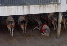 Wagenesel bricht in Mijas bei 38 Grad im Schatten zusammen