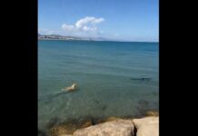 Ein Hund springt an einem Strand in Denia ins Meer um einen Hai zu jagen