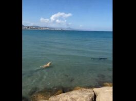 Ein Hund springt an einem Strand in Denia ins Meer um einen Hai zu jagen