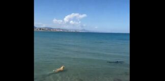Ein Hund springt an einem Strand in Denia ins Meer um einen Hai zu jagen