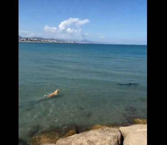 Ein Hund springt an einem Strand in Denia ins Meer um einen Hai zu jagen