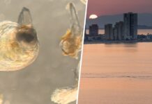 Das Mar Menor ist so schlecht, dass die Wissenschaftler nur eine Lösung sehen 60 Millionen Austern dort hineinzulegen