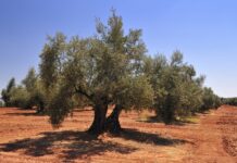 Einhundert andalusische Bauern werden enteignet und ihre 100.000 Olivenbäume abgeholzt um eine Photovoltaikanlage zu errichten