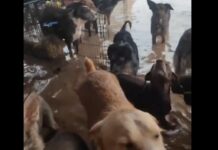 Die Tierärztekammer von Valencia startet eine Kampagne um Tieren zu helfen die von der DANA betroffen sind