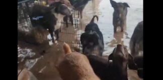 Die Tierärztekammer von Valencia startet eine Kampagne um Tieren zu helfen die von der DANA betroffen sind