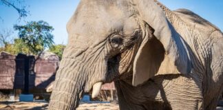 Afrikanischer Elefant Yoyo, der älteste der Welt, stirbt in Barcelona im alter von etwa 54 Jahren