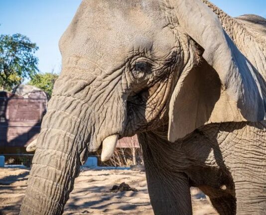 Afrikanischer Elefant Yoyo, der älteste der Welt, stirbt in Barcelona im alter von etwa 54 Jahren