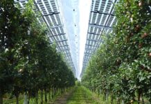 Die erste Energie- und Agri-Photovoltaik-Gemeinschaft auf den Balearen nimmt ihre Arbeit auf
