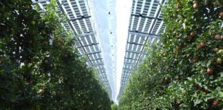 Die erste Energie- und Agri-Photovoltaik-Gemeinschaft auf den Balearen nimmt ihre Arbeit auf