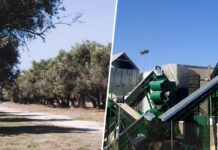 Eine Region Valencias als Warnung der Gefahr, die der Klimawandel für das spanische Olivenöl darstellt