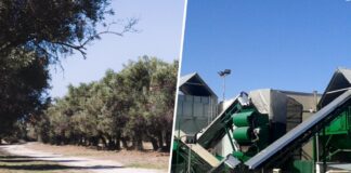 Eine Region Valencias als Warnung der Gefahr, die der Klimawandel für das spanische Olivenöl darstellt