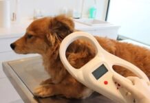 Microchip Hund Spanien