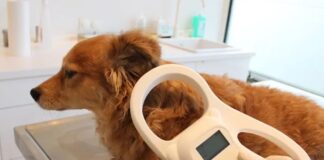 Microchip Hund Spanien