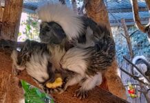 Zwei seltene Weißbüschelaffen-Babys werden im Terra Natura Park in Benidorm geboren