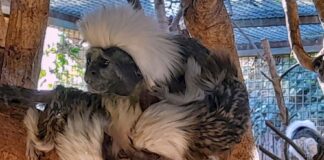 Zwei seltene Weißbüschelaffen-Babys werden im Terra Natura Park in Benidorm geboren