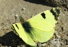Der exklusivste Schmetterling Spaniens vom Aussterben bedroht