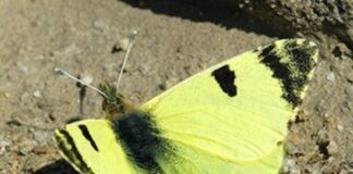 Der exklusivste Schmetterling Spaniens vom Aussterben bedroht